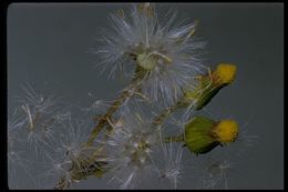 Image of groundsel