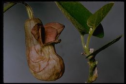 Image of California dutchman's pipe