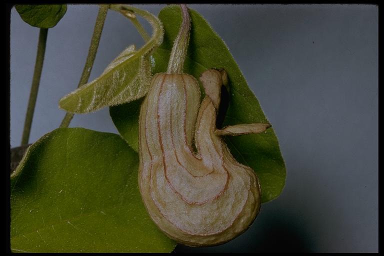 Image de Aristolochia californica Torr.