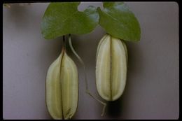 Image de Aristolochia californica Torr.