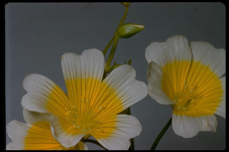 Image of Douglas' Meadowfoam