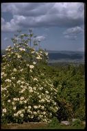 Image of Pacific dogwood