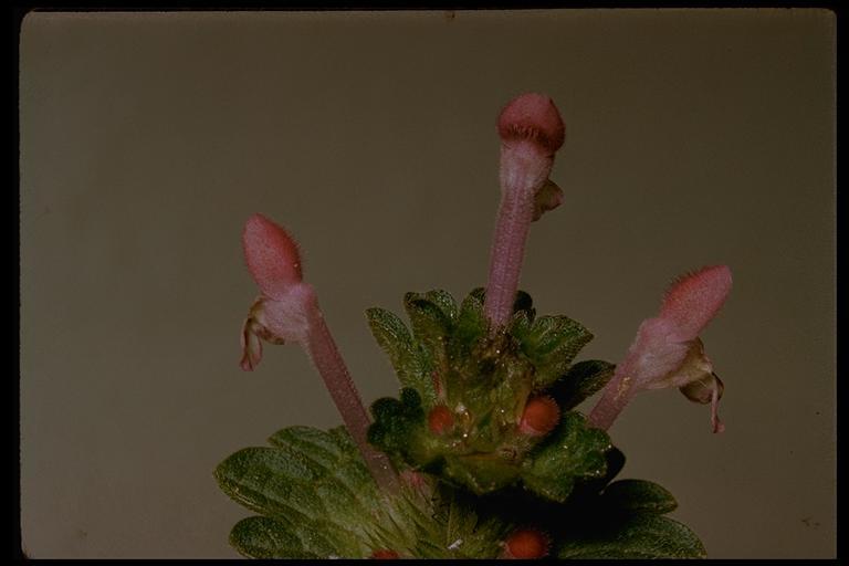 Image of common henbit