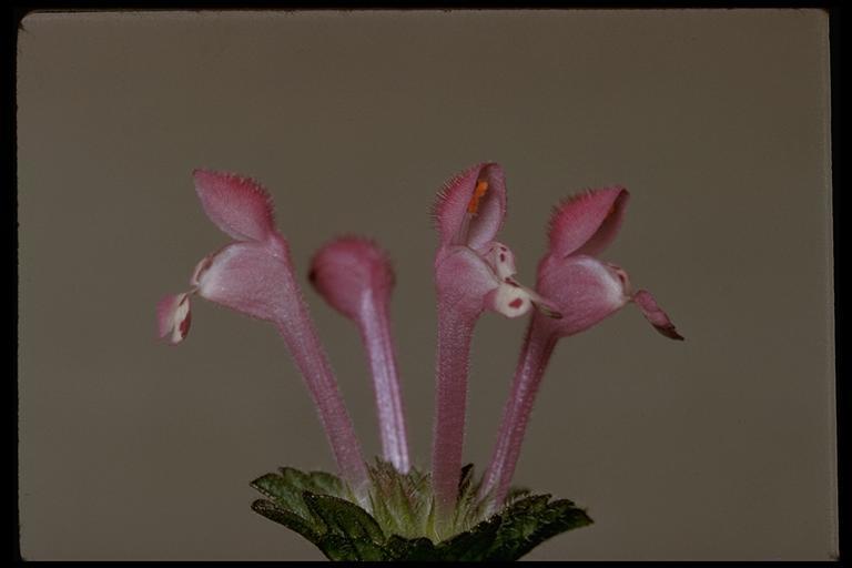 Image of common henbit