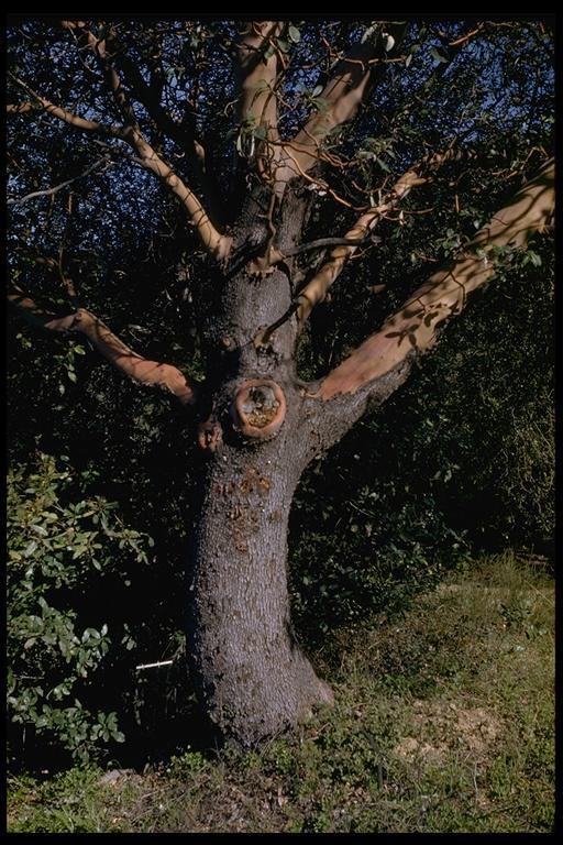 Image of Pacific madrone