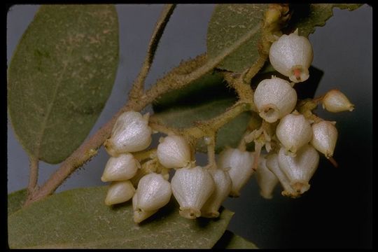 Image of Stanford's manzanita