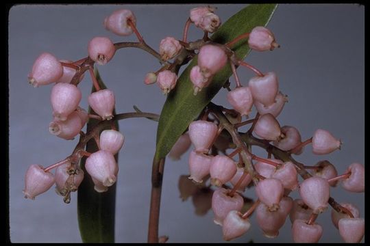 Image of Stanford's manzanita