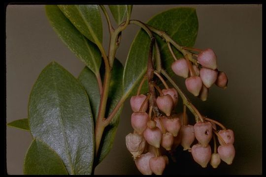 Image of Stanford's manzanita