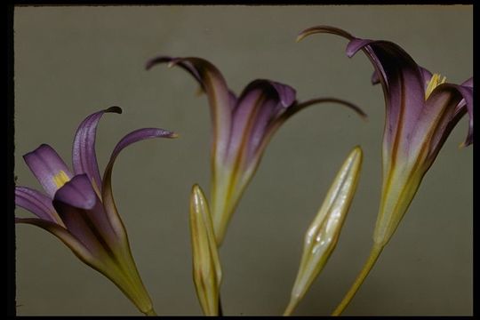 Sivun Brodiaea elegans Hoover kuva