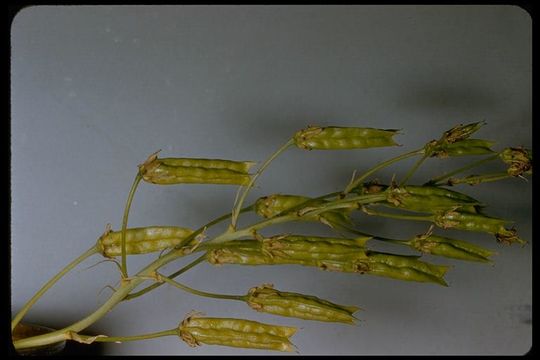 Image of common star lily