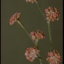 Image de Eriogonum dasyanthemum Torr. & Gray