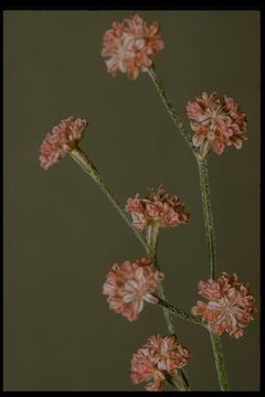 Image de Eriogonum dasyanthemum Torr. & Gray