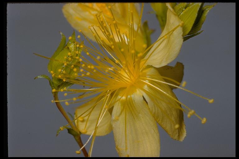 Image de Hypericum concinnum Benth.