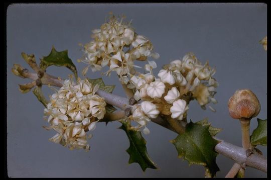 Image of Jepson ceanothus