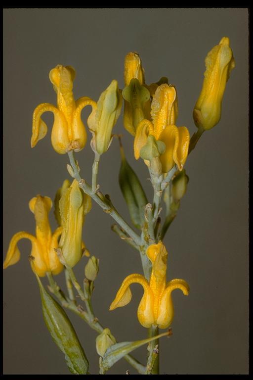 Imagem de Ehrendorferia chrysantha (Hook. & Arn.) J. Rylander