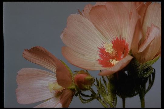 Image of fringed checkerbloom