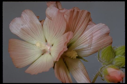 Image of fringed checkerbloom