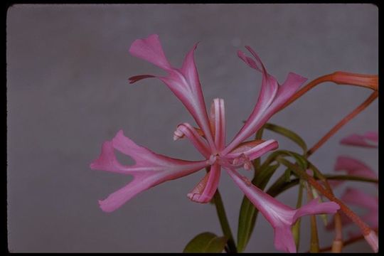 Plancia ëd Clarkia concinna (Fisch. & Mey.) Greene