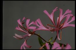 Plancia ëd Clarkia concinna (Fisch. & Mey.) Greene