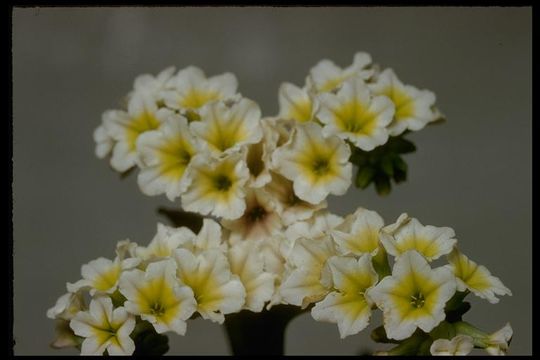 Image of salt heliotrope