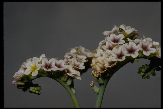 Image of salt heliotrope