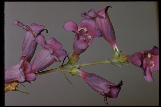 Image of bunchleaf penstemon