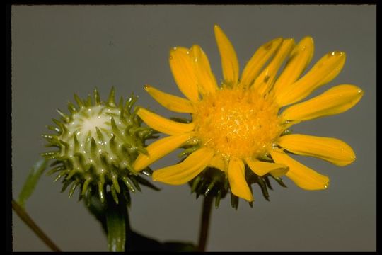 Grindelia resmi