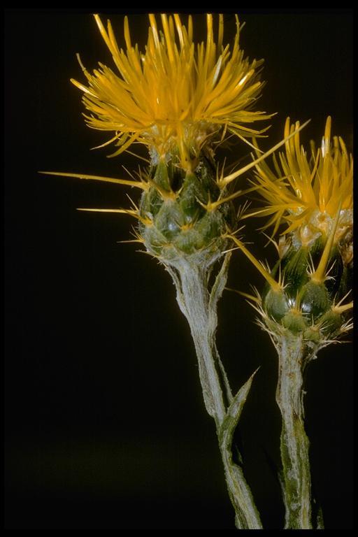 Image of yellow star-thistle