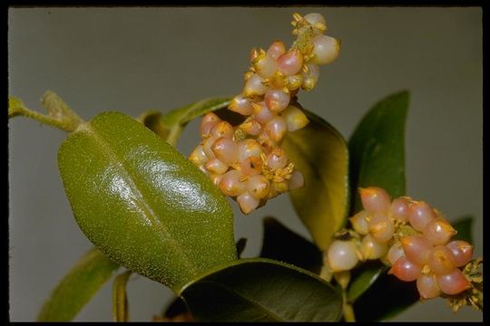 Слика од Quercus chrysolepis Liebm.