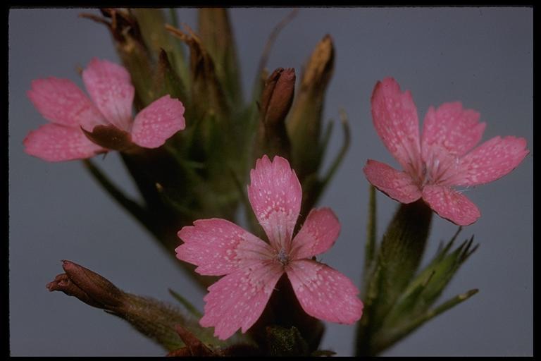 Image of Deptford Pink