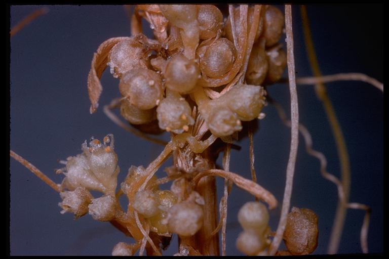 Cuscuta pentagona var. calycina Engelm.的圖片