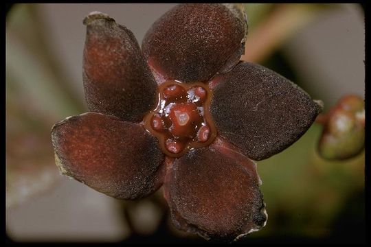 Imagem de Euonymus occidentalis Nutt. ex Torr.