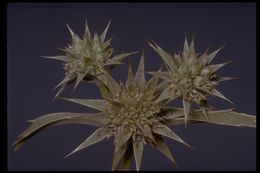 Eryngium armatum (S. Wats.) Coult. & Rose resmi