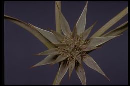 Imagem de Eryngium armatum (S. Wats.) Coult. & Rose