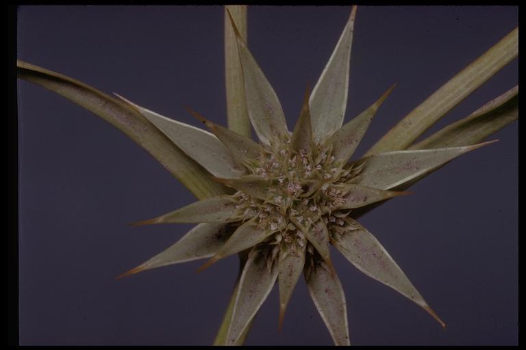 Image of coastal eryngo