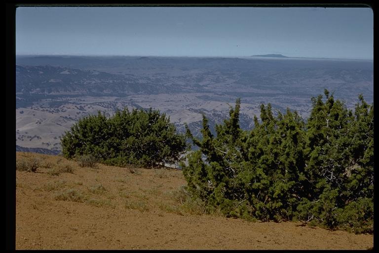 Imagem de Juniperus californica Carrière