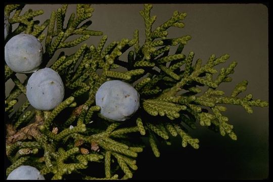 Imagem de Juniperus californica Carrière