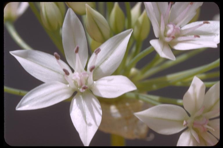 Allium unifolium Kellogg resmi