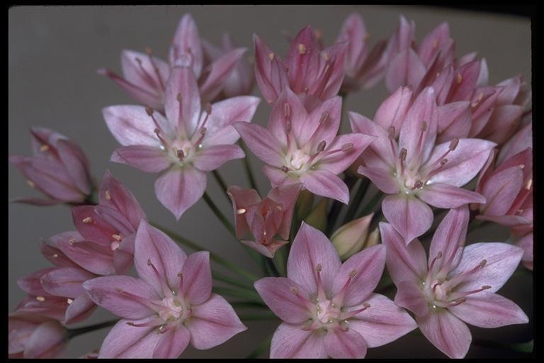 Image of oneleaf onion