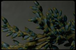 Image of western dwarf mistletoe