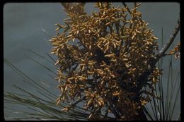 Image of western dwarf mistletoe