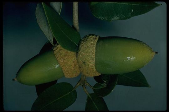 Слика од Quercus chrysolepis Liebm.