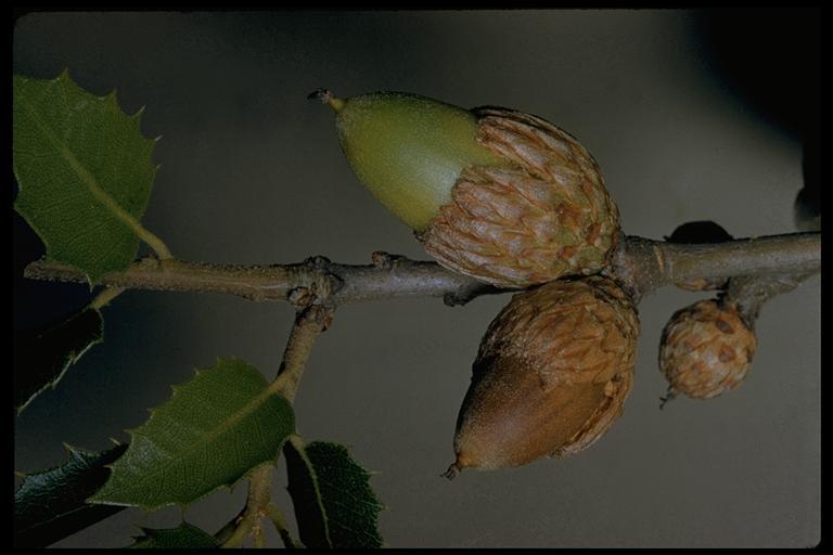 Image of interior live oak