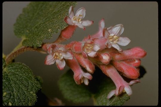 Image of chaparral currant