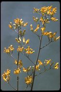 Imagem de Ehrendorferia chrysantha (Hook. & Arn.) J. Rylander