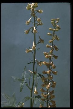 Image of California larkspur