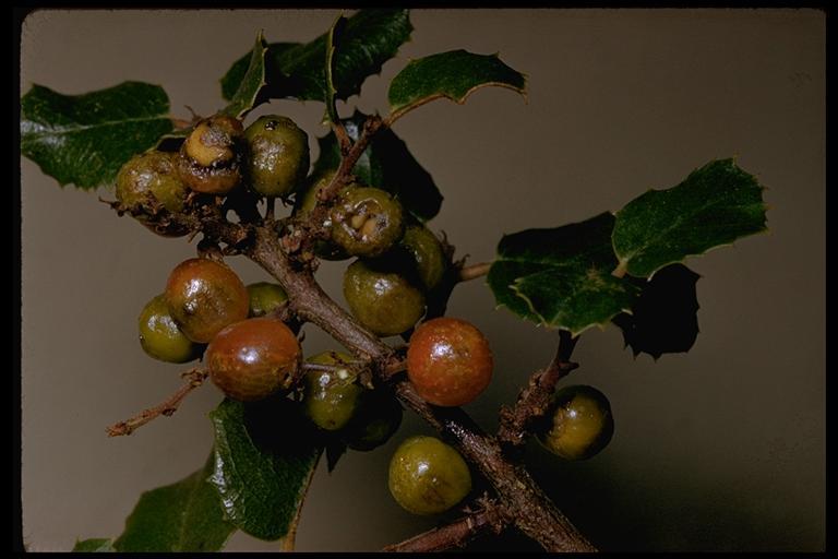 Image of <i>Rhamnus ilicifolia</i>