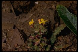 Image de Camissoniopsis micrantha (Hornem. ex Spreng.) W. L. Wagner & Hoch