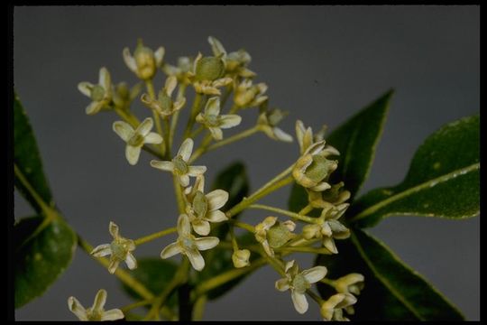 Image de Ptelea crenulata Greene