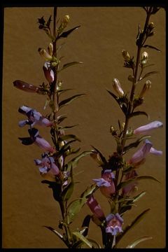 Image of bunchleaf penstemon